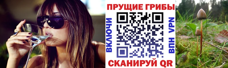 Галлюциногенные грибы Psilocybe  Ильский 
